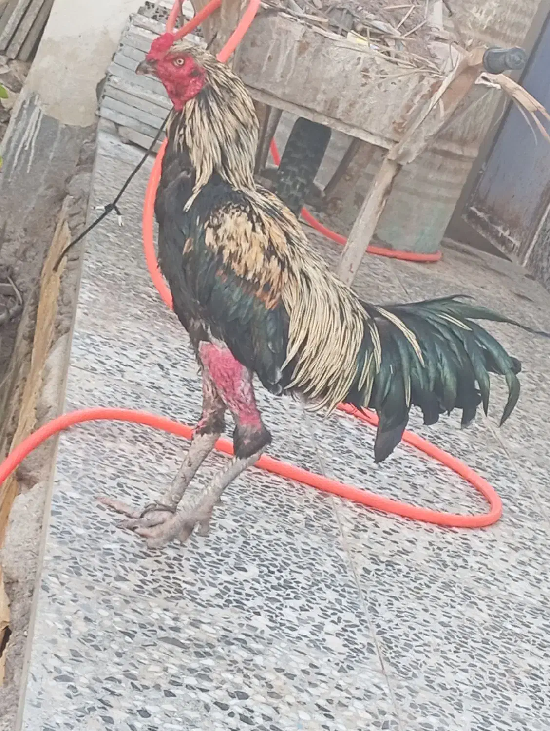 خروس لاری اصیل|عمدهفروشی|بم, |دیوار