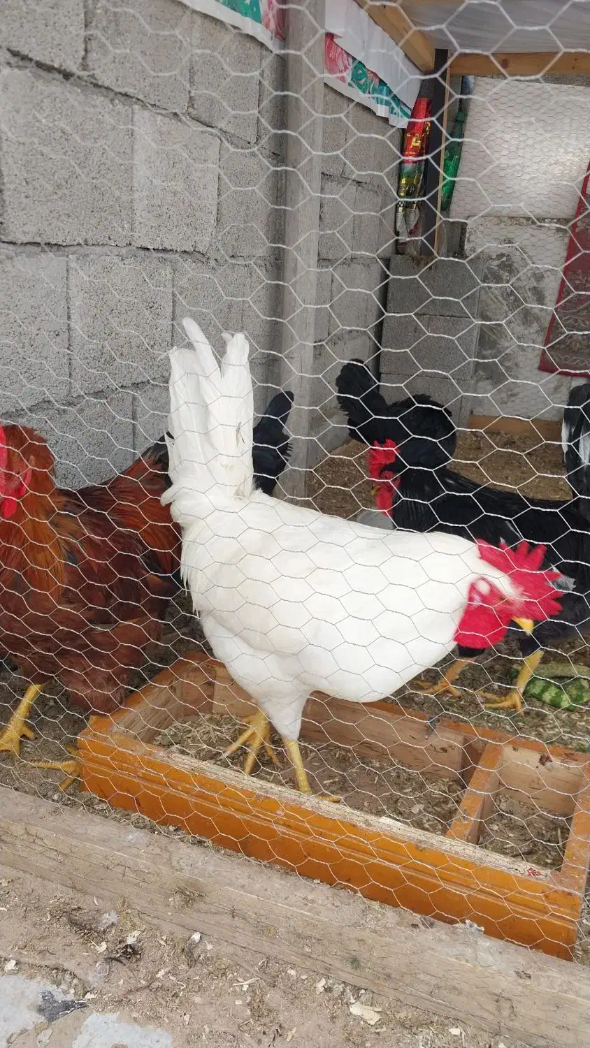 دو عدد خروس|حیوانات مزرعه|چغادک, |دیوار