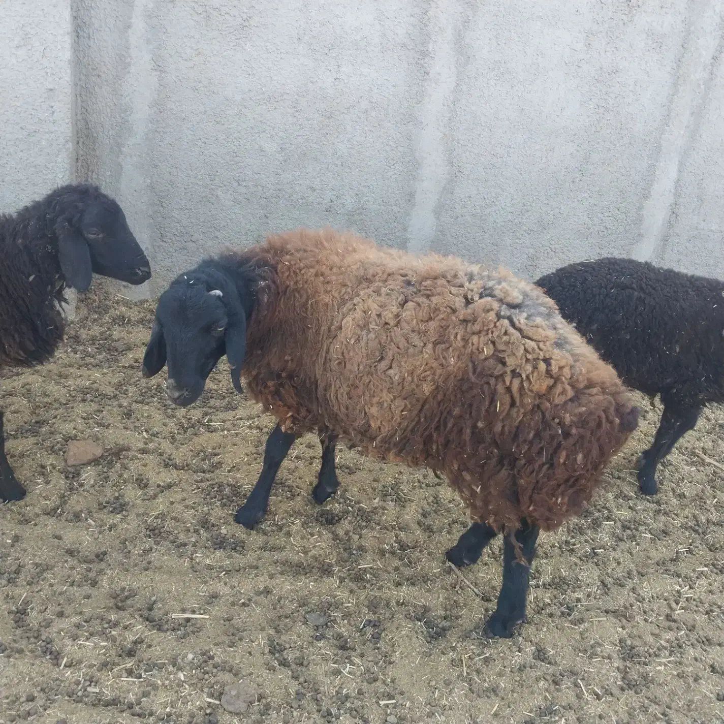 بره|حیوانات مزرعه|رباط‌کریم, منجیل آباد|دیوار