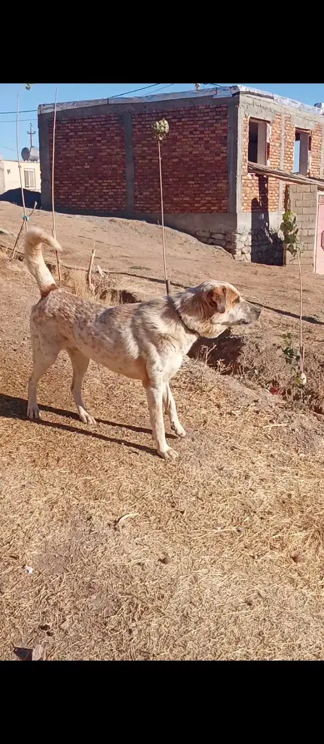 سگ سرابی|سگ|حسین آباد, |دیوار