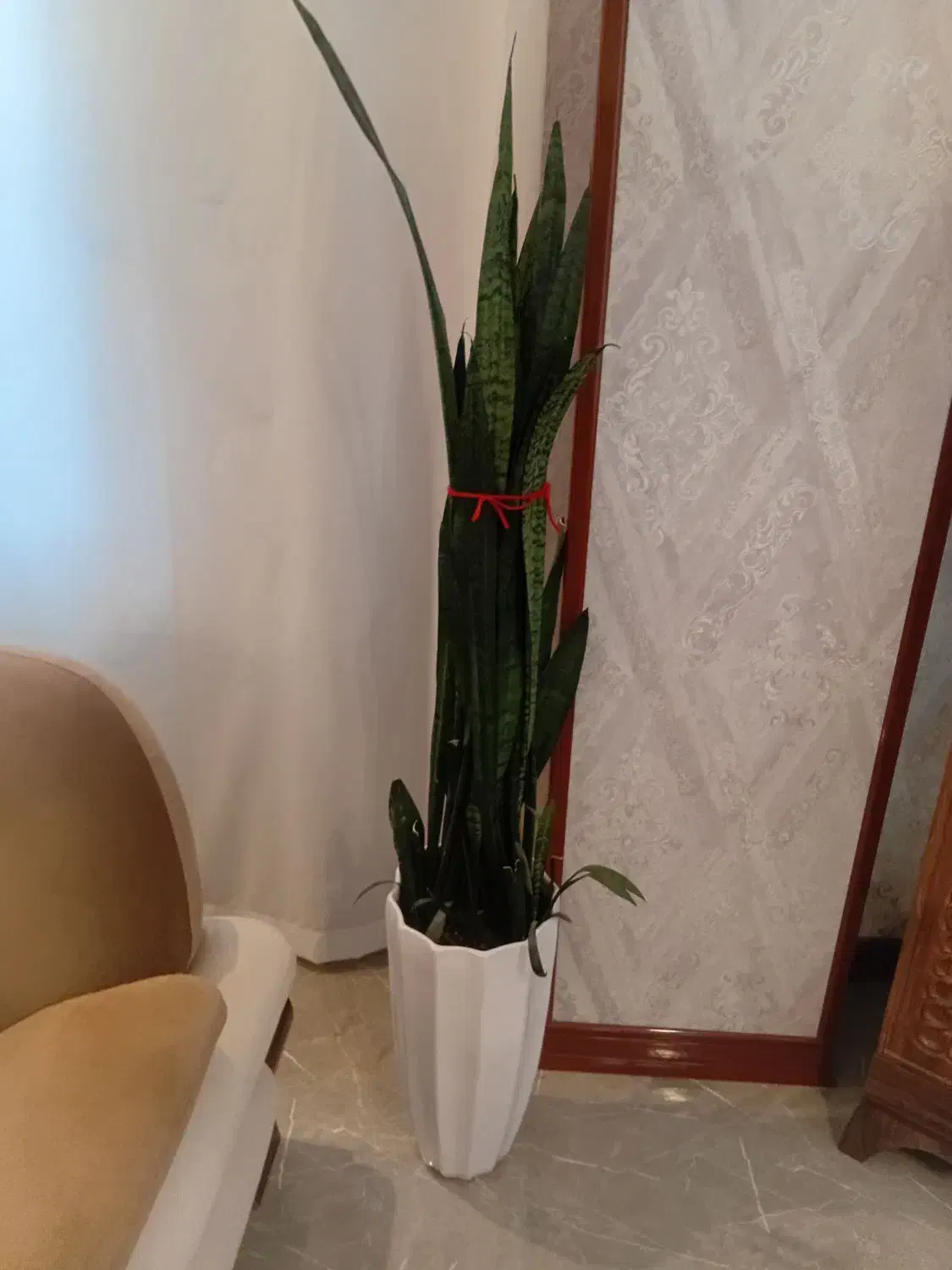 گلدان طبیعی سانسوریا|گل و گیاه طبیعی|صحنه, |دیوار