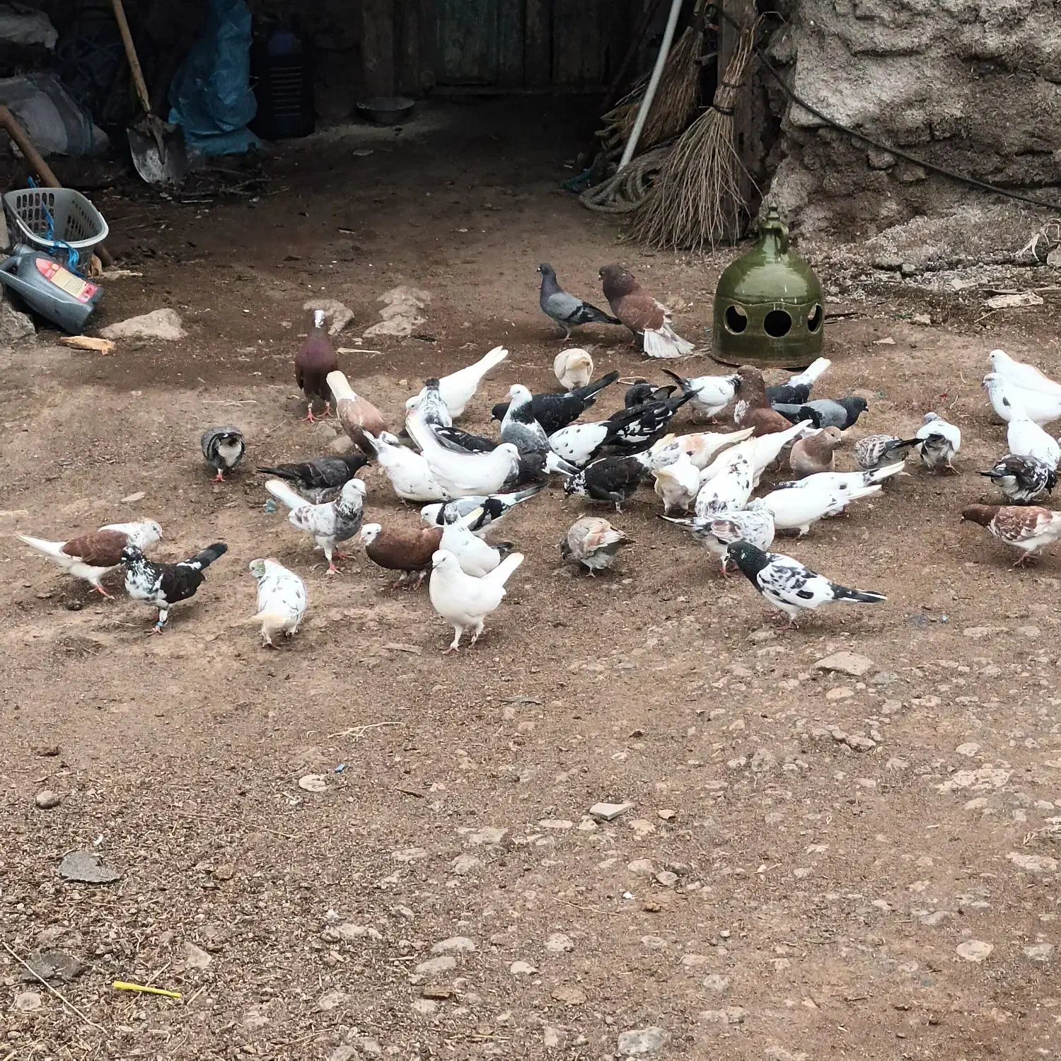 ۶۰عدد کبوتر ناب|پرنده|رشت, حومه رشت|دیوار