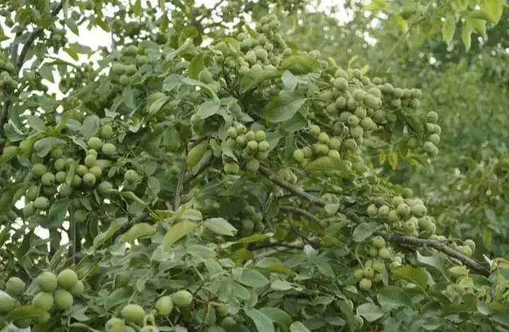 فروش عمده و خرده نهال مستقیم از شهر نهال|خدمات باغبانی و درختکاری|شازند, |دیوار