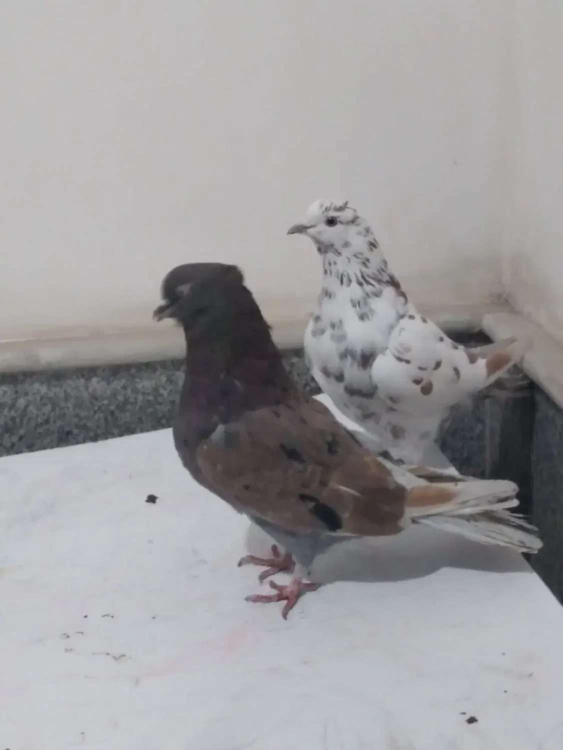 کبوتر پرشی|پرنده|قم, بکایی|دیوار