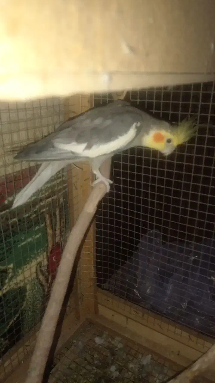 عروس هلندی نر و ماده|پرنده|کرمان, |دیوار