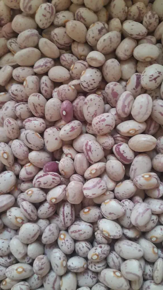 لوبیا چیتی کیلو 310|خوردنی و آشامیدنی|شیراز, قلعه نو|دیوار