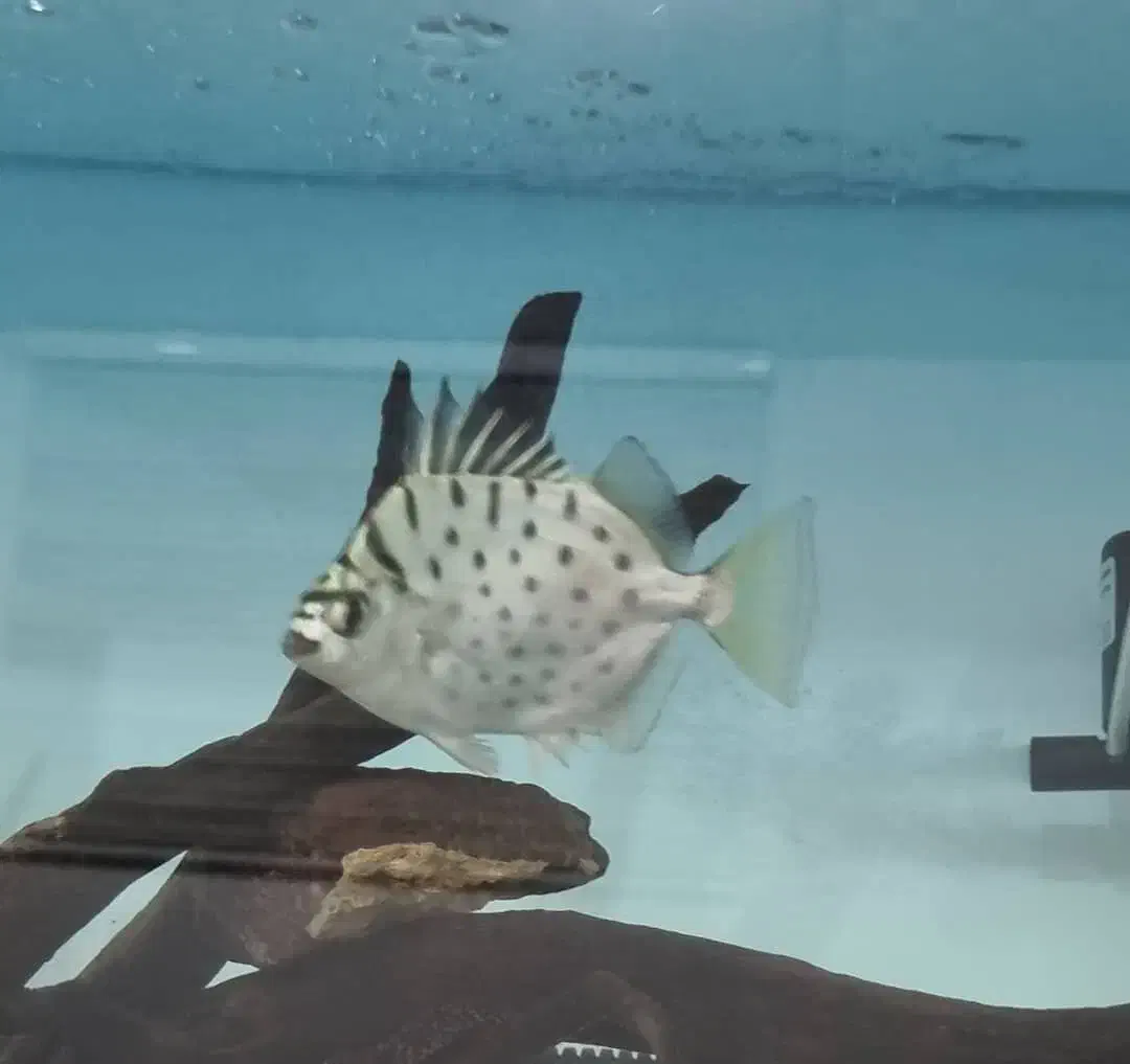 ماهی زینتی گوشتخوار،سیلوراسکات ودالربلک بری|ماهی|سیرجان, |دیوار