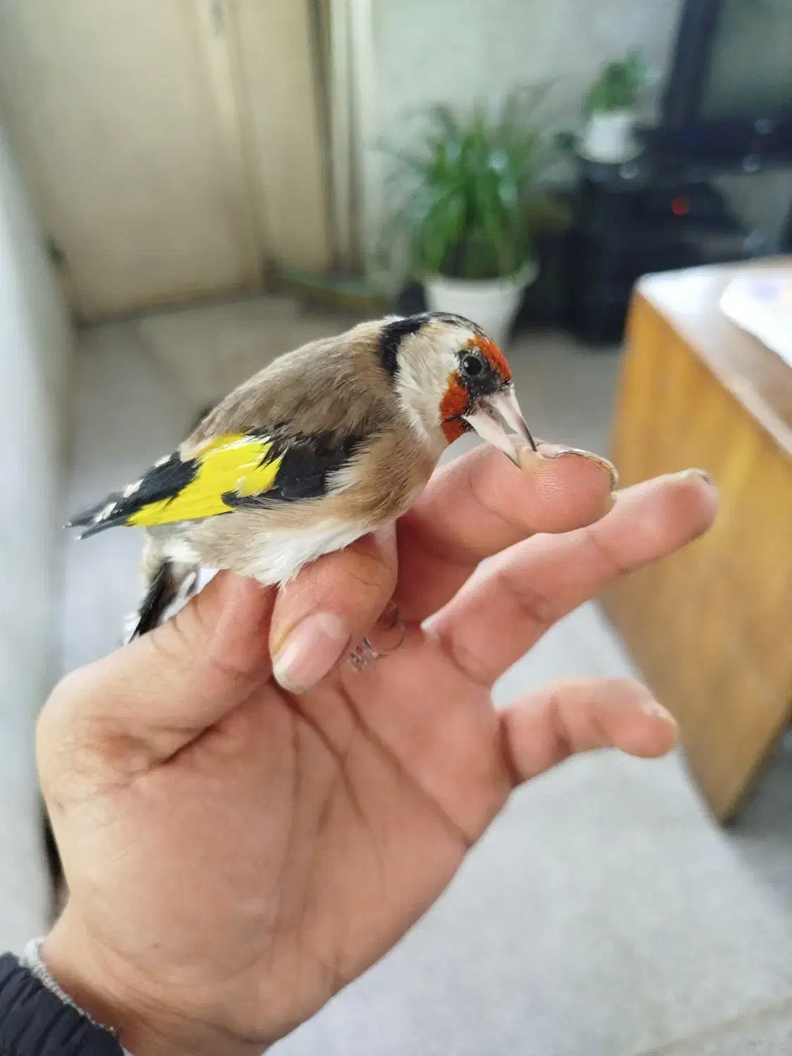 سهره|پرنده|الوند, |دیوار