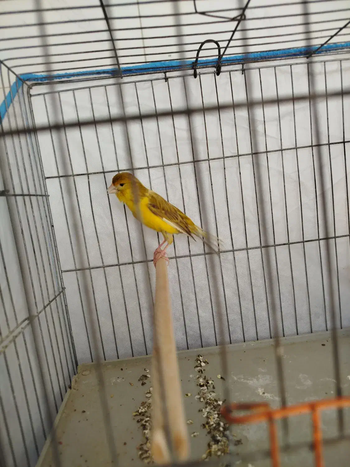 قناری|پرنده|شیراز, کوشک میدان|دیوار