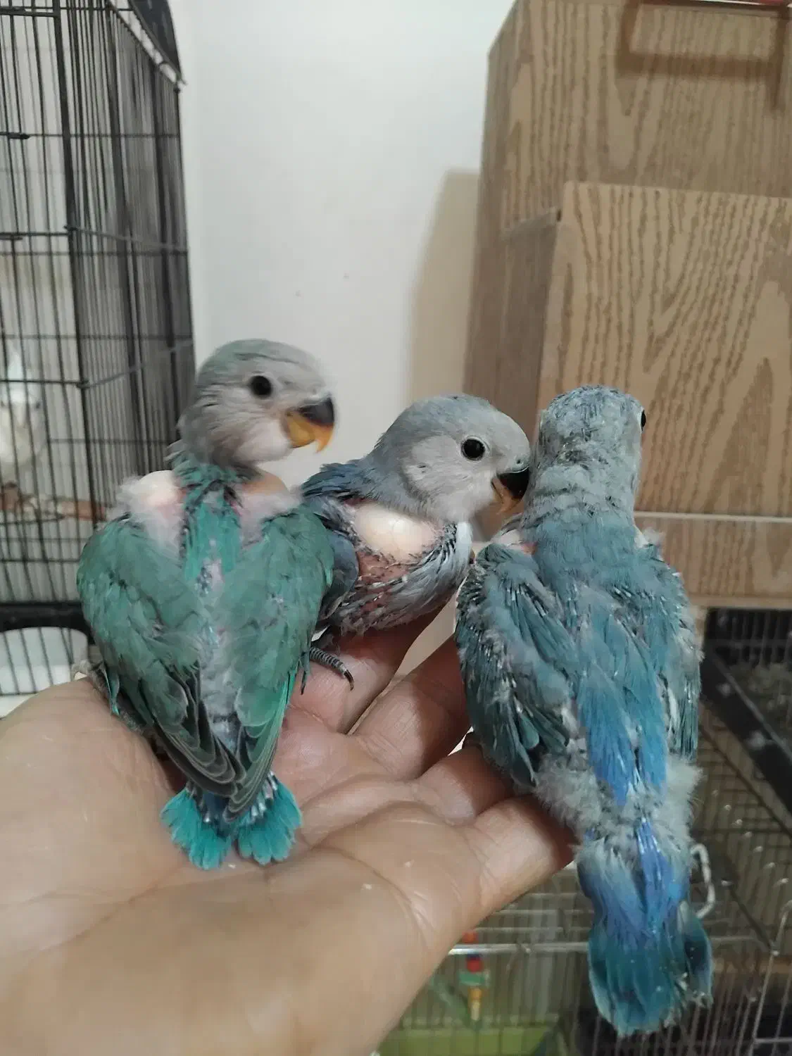 طوطی برزیلی|پرنده|پاکدشت, حصار امیر|دیوار