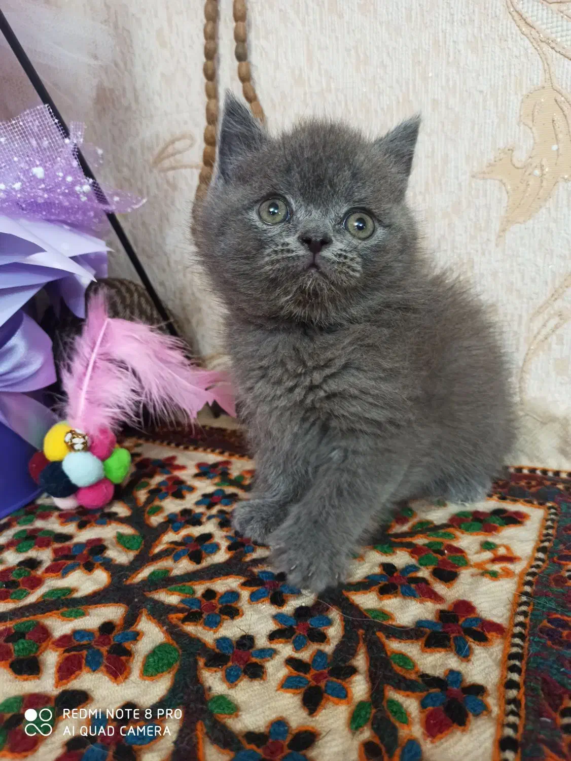 دخترو پسر اسکاتیش و بریتیش بلو|گربه|شیراز, معالیآباد|دیوار