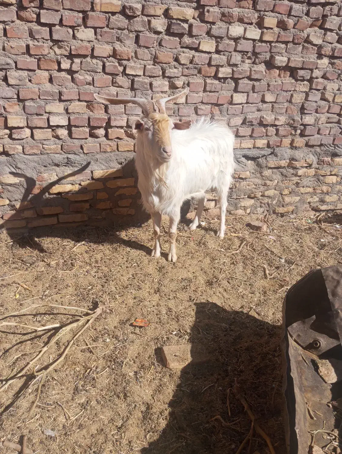 یک عدد نری سانن بفروش میرسد|حیوانات مزرعه|رفسنجان, |دیوار