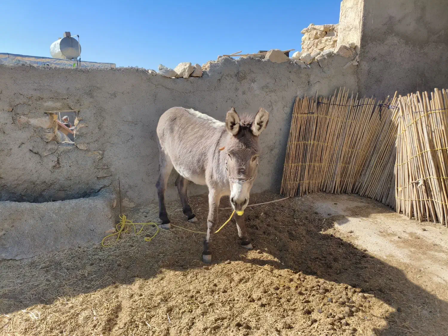 فروش الاغ|حیوانات مزرعه|ارژن, |دیوار