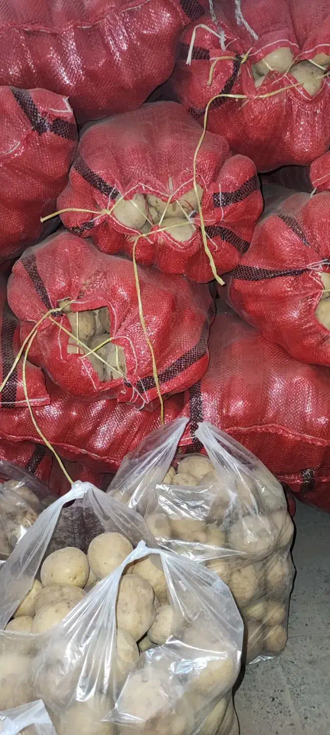 سیب زمینی|خوردنی و آشامیدنی|شهریار, کهنز|دیوار