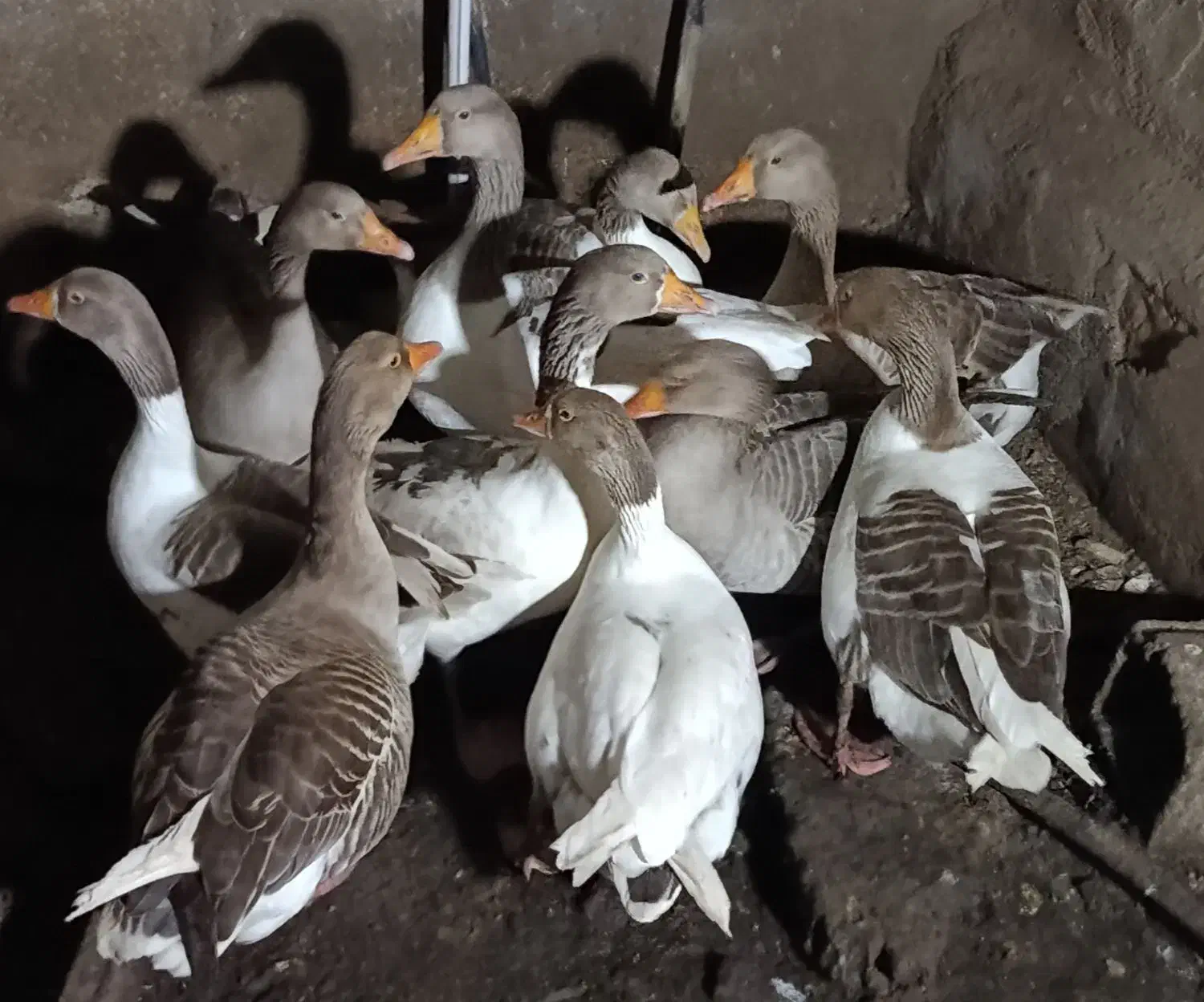 غاز|حیوانات مزرعه|اهواز, اسماعیلیه|دیوار