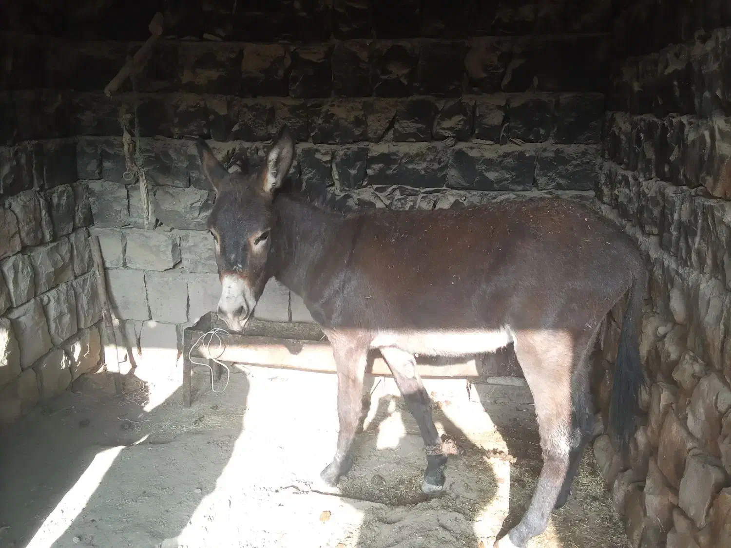 نر خر|حیوانات مزرعه|چگنی, |دیوار