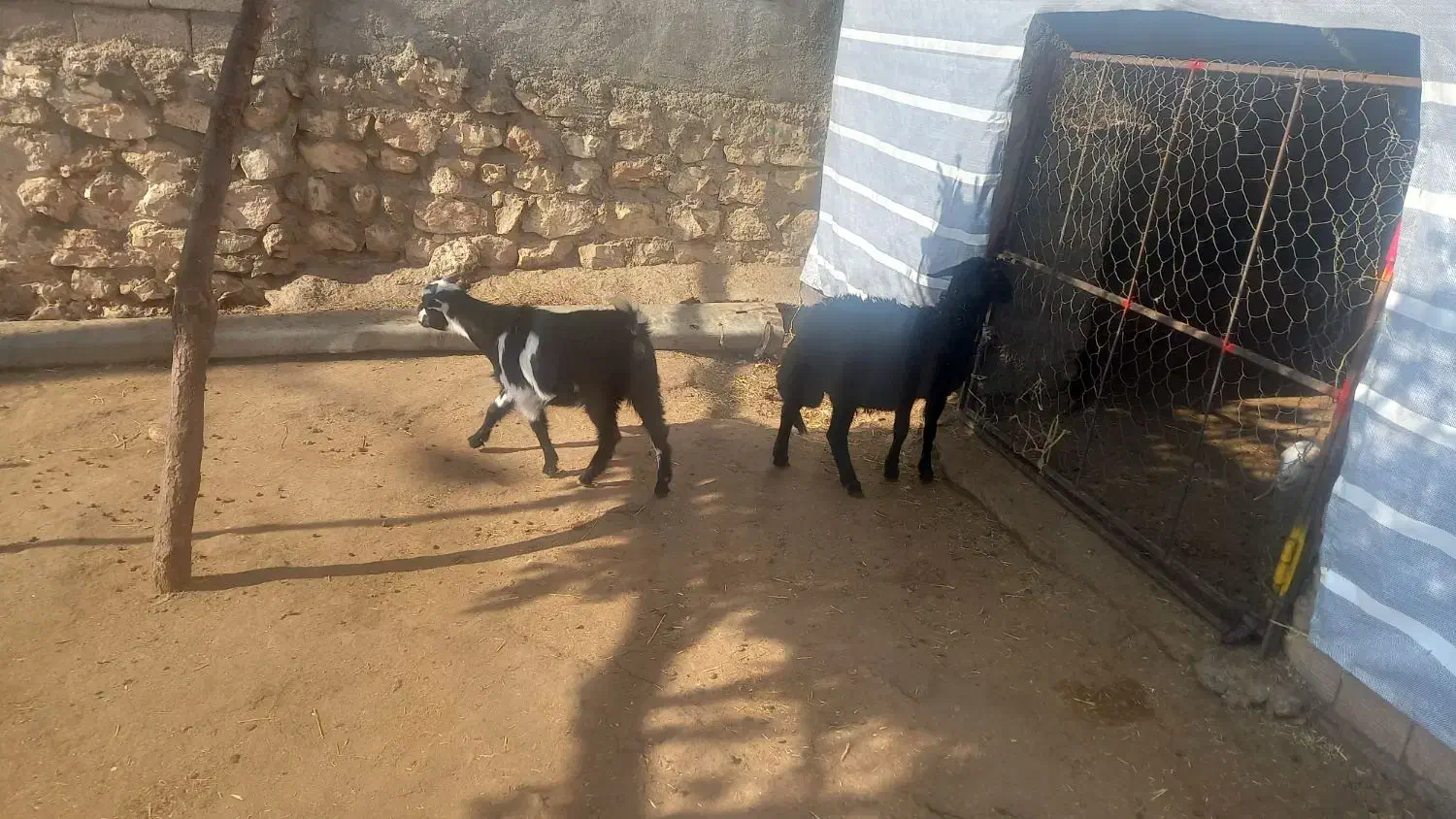 یک عدد بره ماده با بزغاله ماده|حیوانات مزرعه|ویسیان, |دیوار