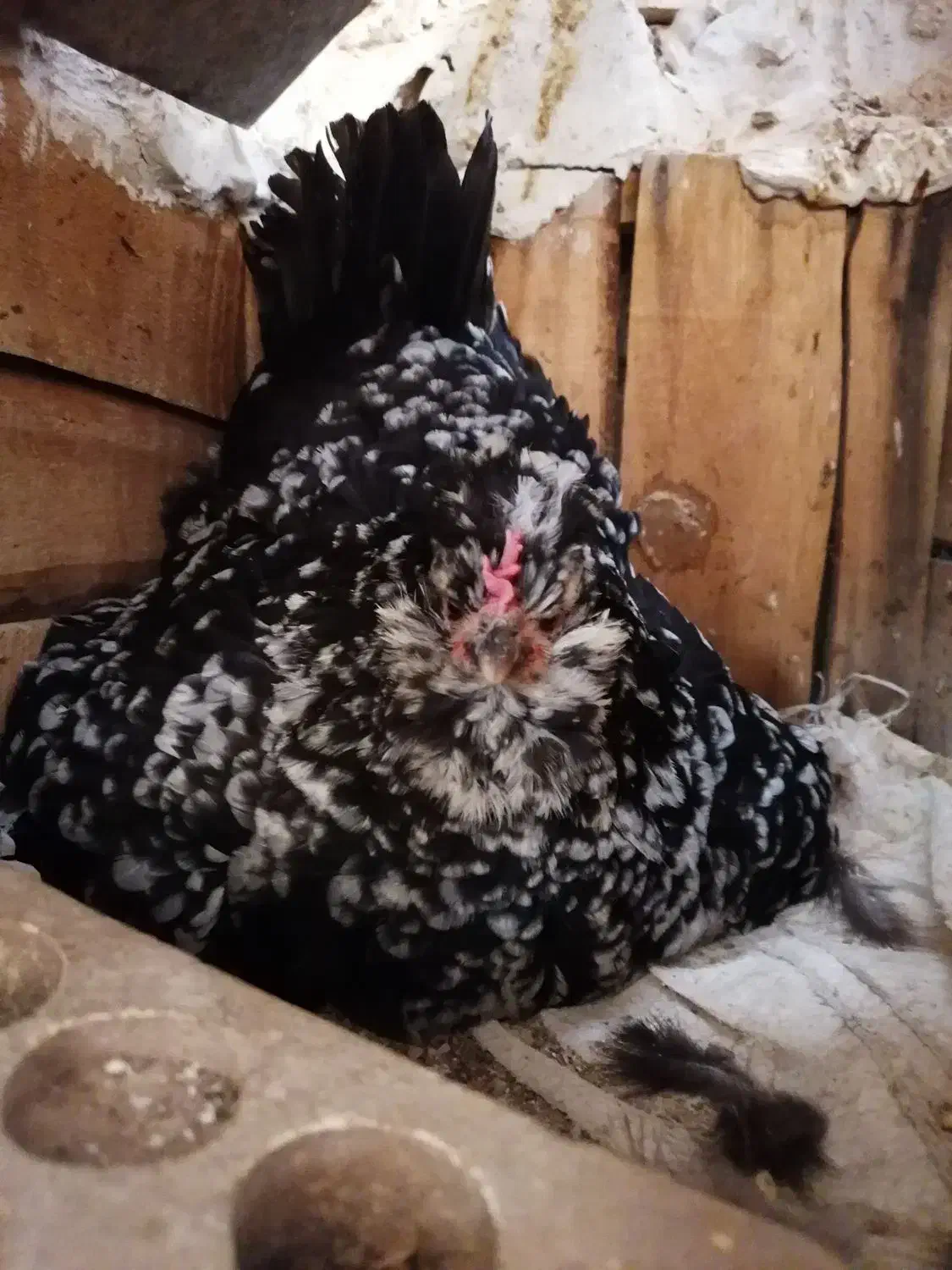 تخم نطفه دار گلین ریشی و چهل تاج|حیوانات مزرعه|بهبهان, |دیوار