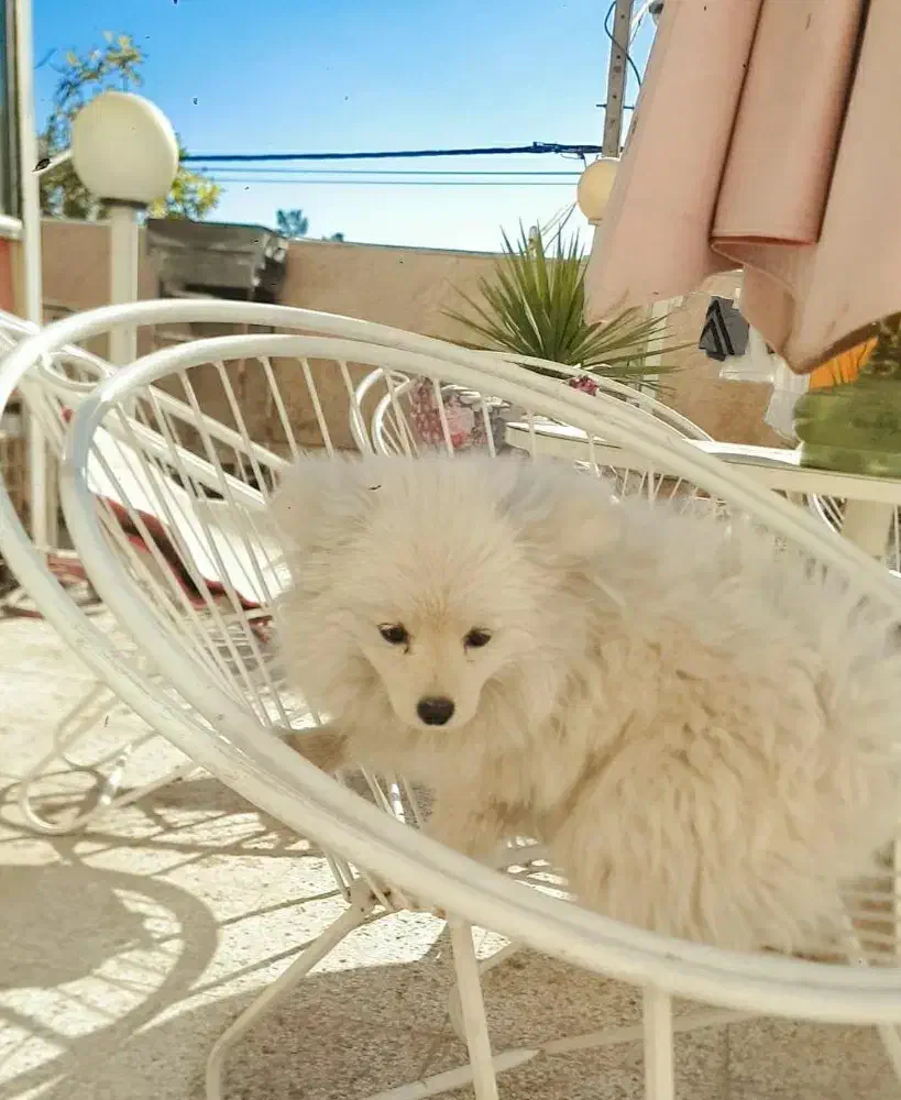 پامر توله|سگ|مشهد, شاهد (شهرک غرب)|دیوار