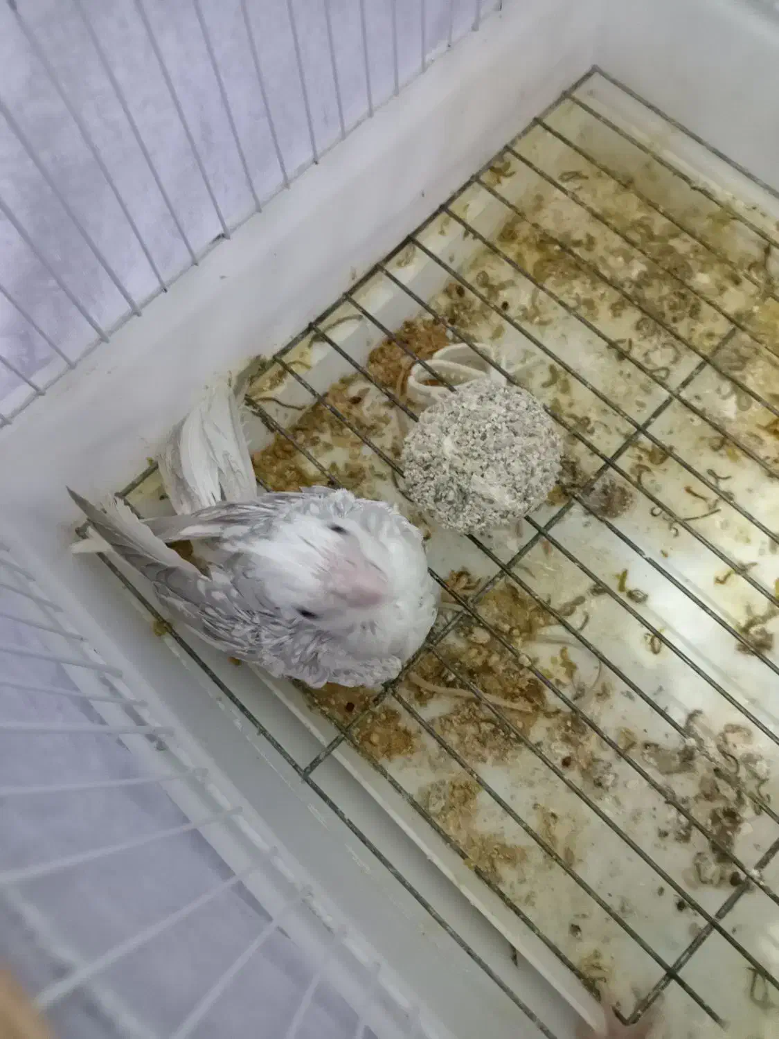 جوجه عروس هلندی سرلاکی|پرنده|گناباد, |دیوار