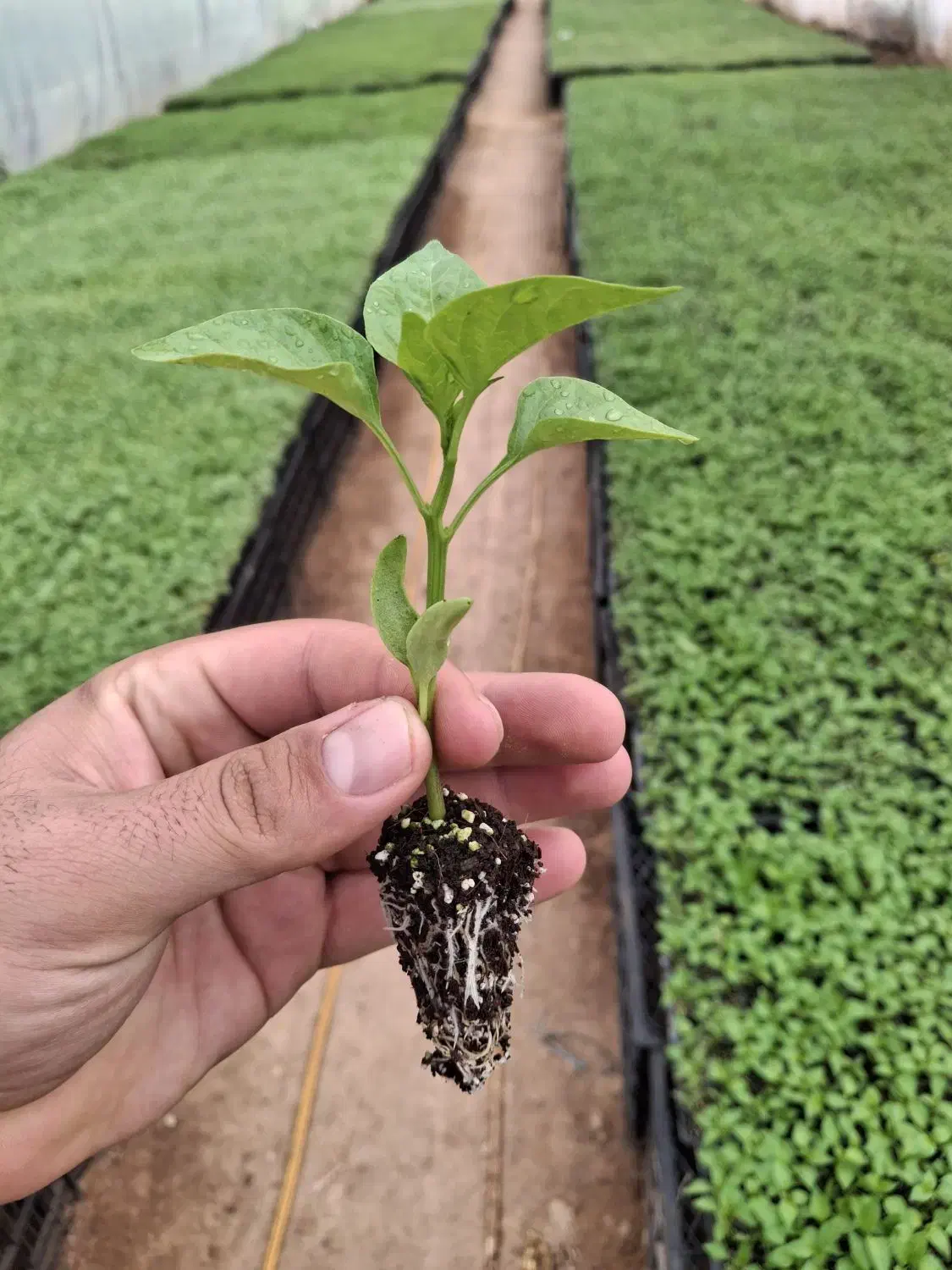 نشا|خدمات باغبانی و درختکاری|برخوار, |دیوار