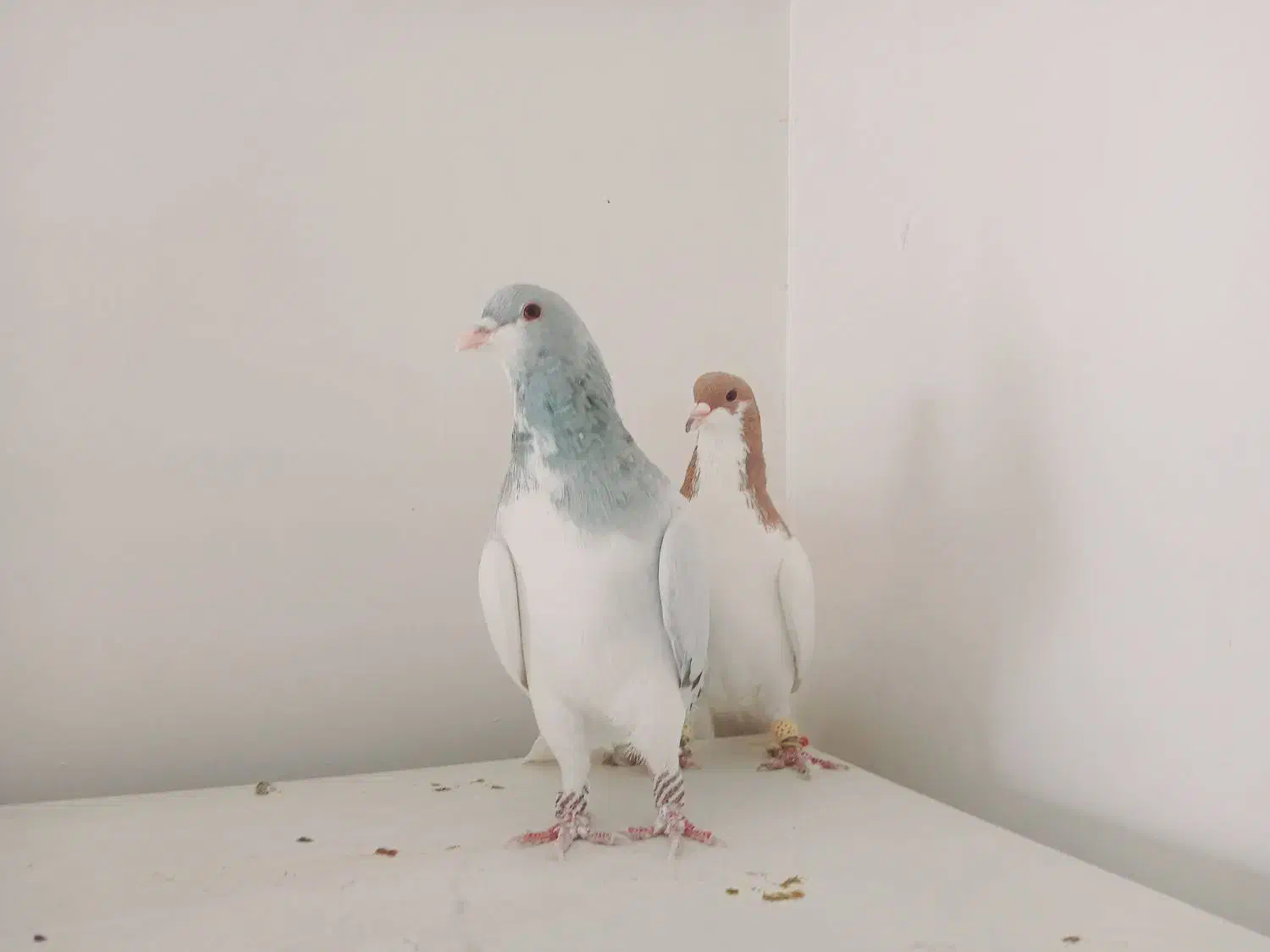 چند عدد کبوتر هم پرنده هم جفتی|پرنده|قزوین, |دیوار