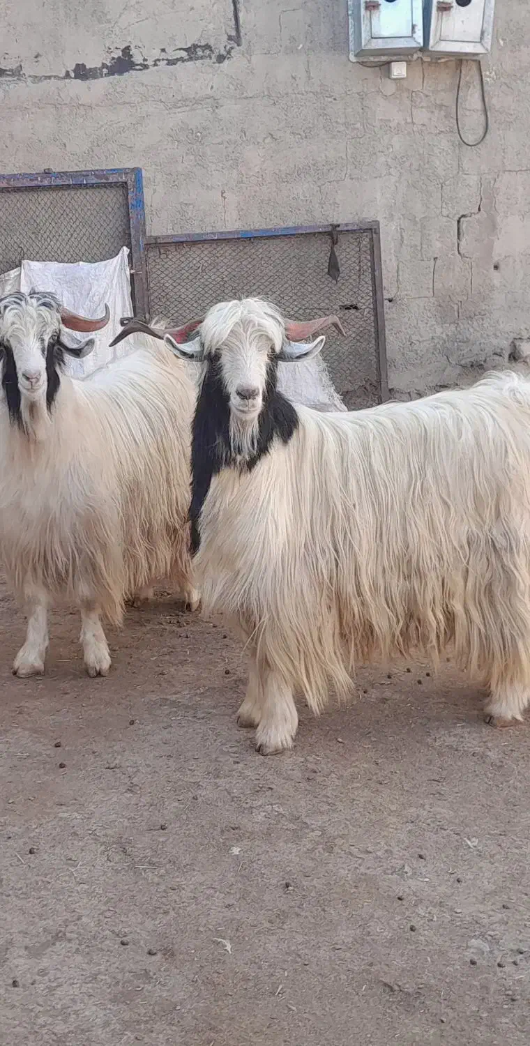 نیری سر رش کور|حیوانات مزرعه|پیرانشهر, |دیوار