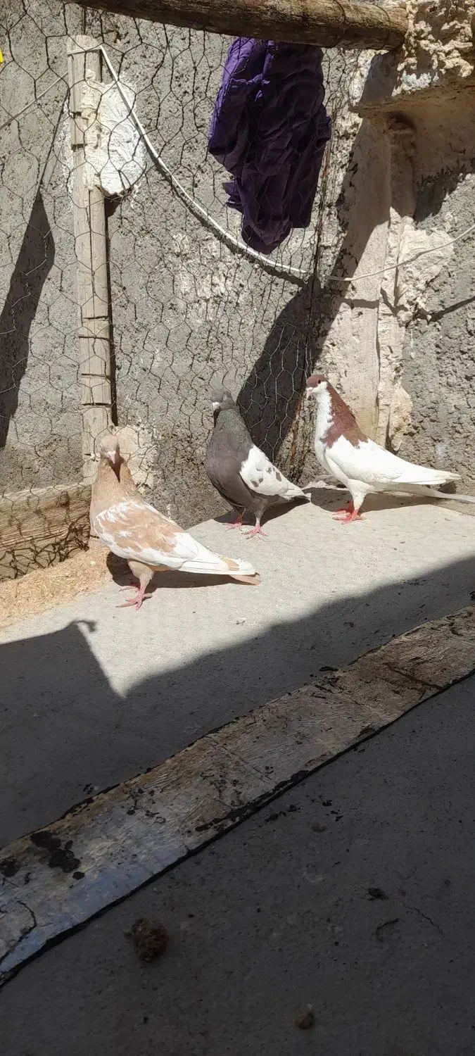 کفتر|پرنده|شیراز, شهرک بهار|دیوار