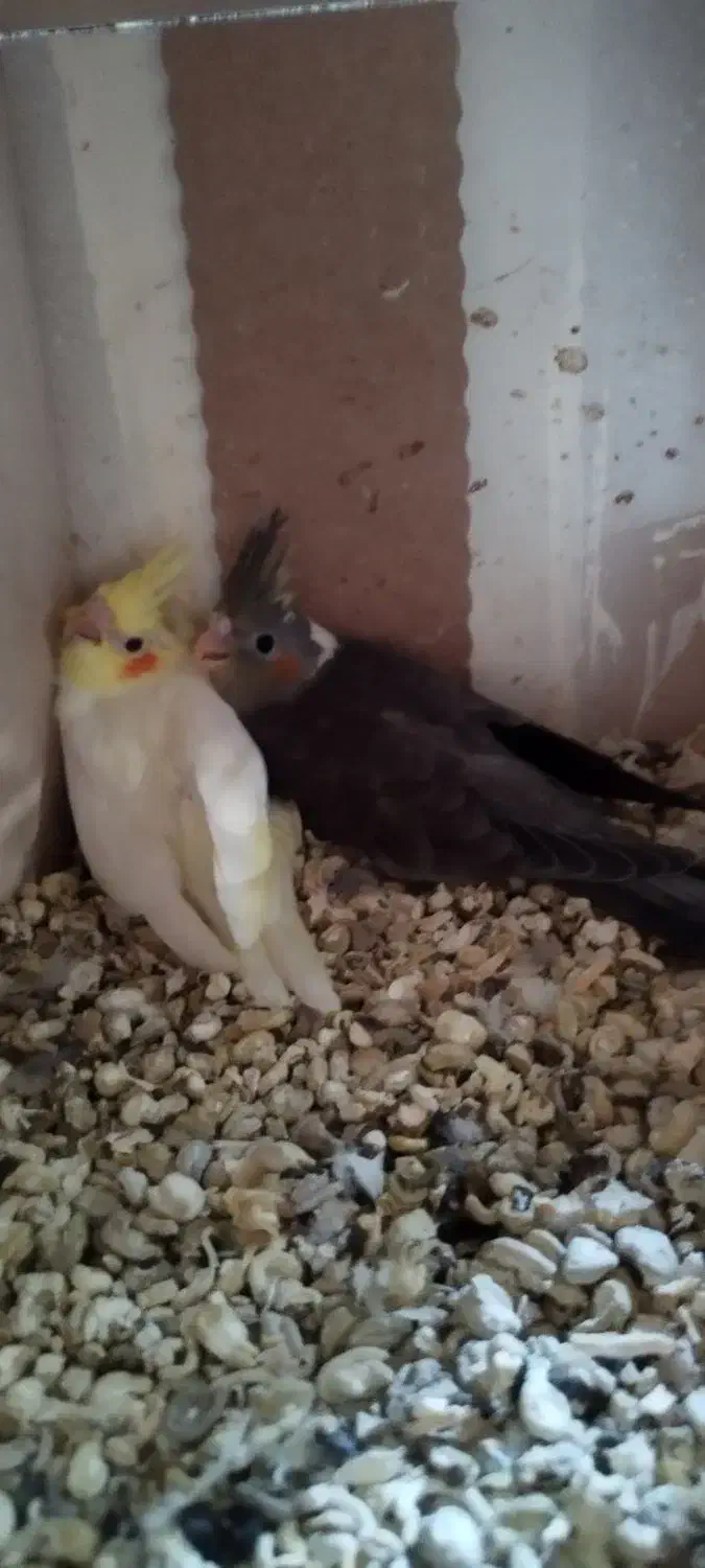 عروس هلندی مولد|پرنده|فردیس, سپید دشت|دیوار