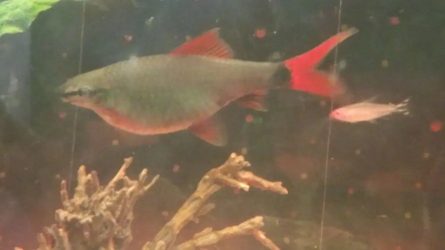 ماهی شارک|ماهی|کرج, برغان|دیوار