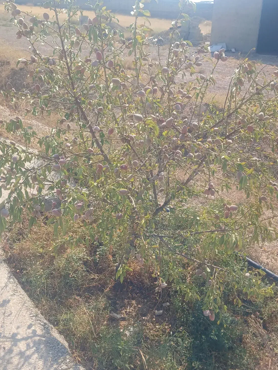 زمین در بهترین موقعیت جاده تبریز صو فیان|فروش دفتر صنعتی، کشاورزی، تجاری|صوفیان, |دیوار