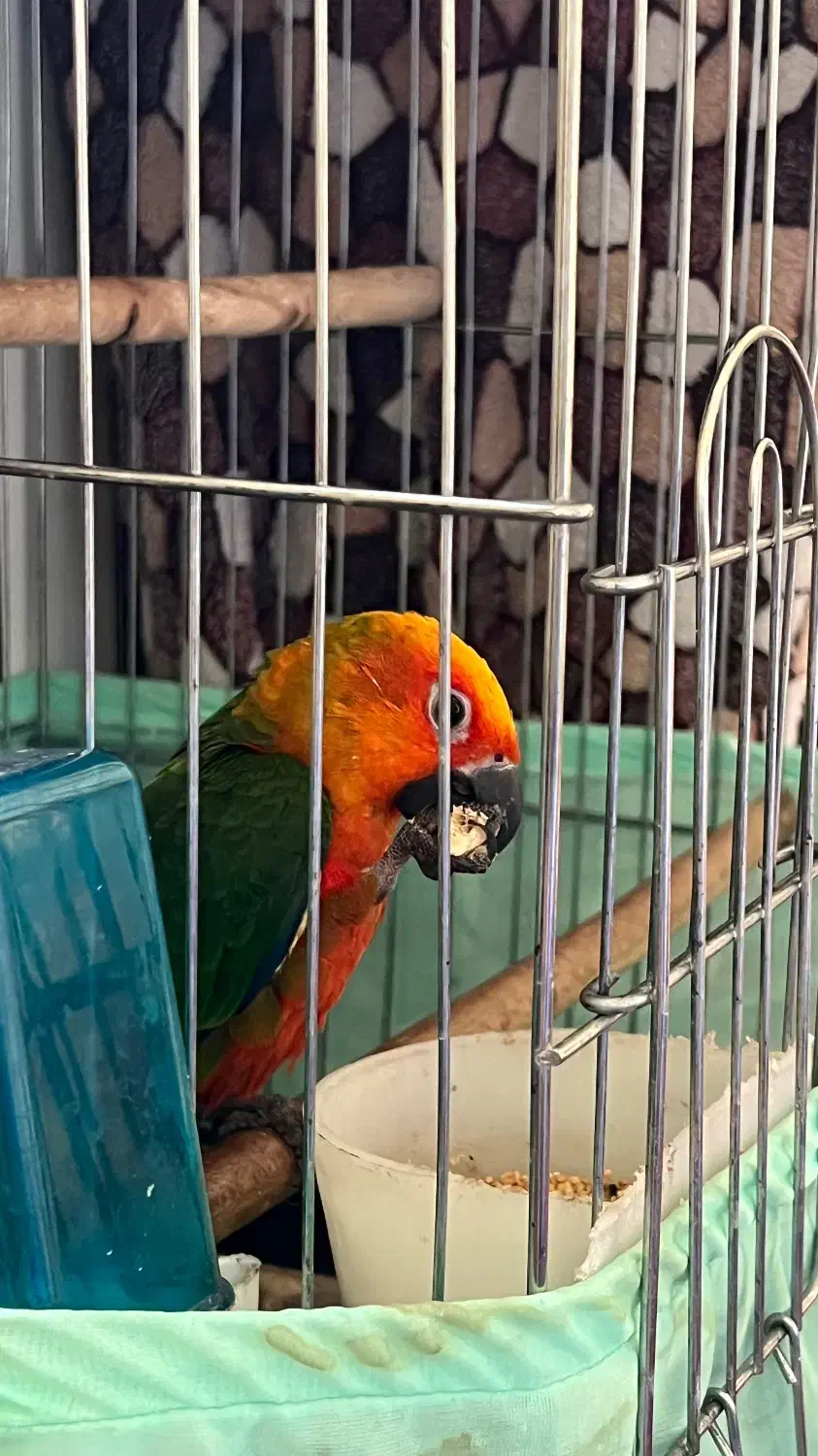 سان کانور خورشیدی|پرنده|اردبیل, |دیوار