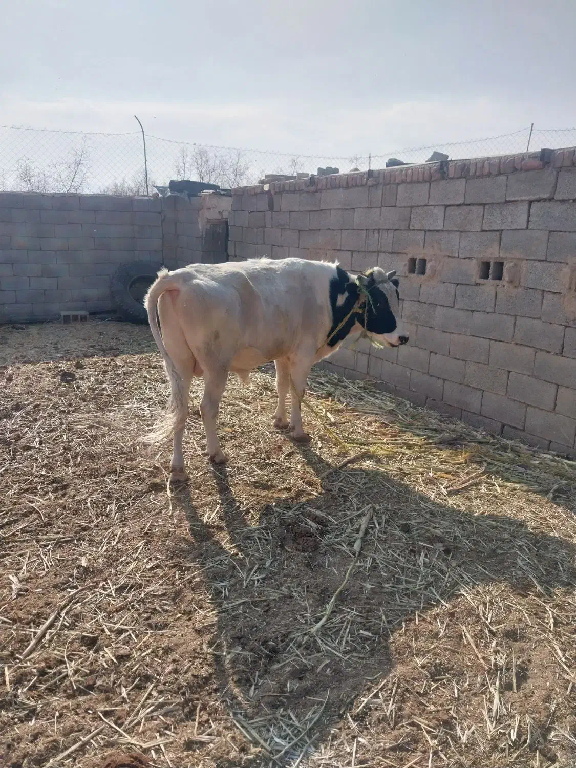 گاو نر یکساله جوان|حیوانات مزرعه|زیرکوه, |دیوار