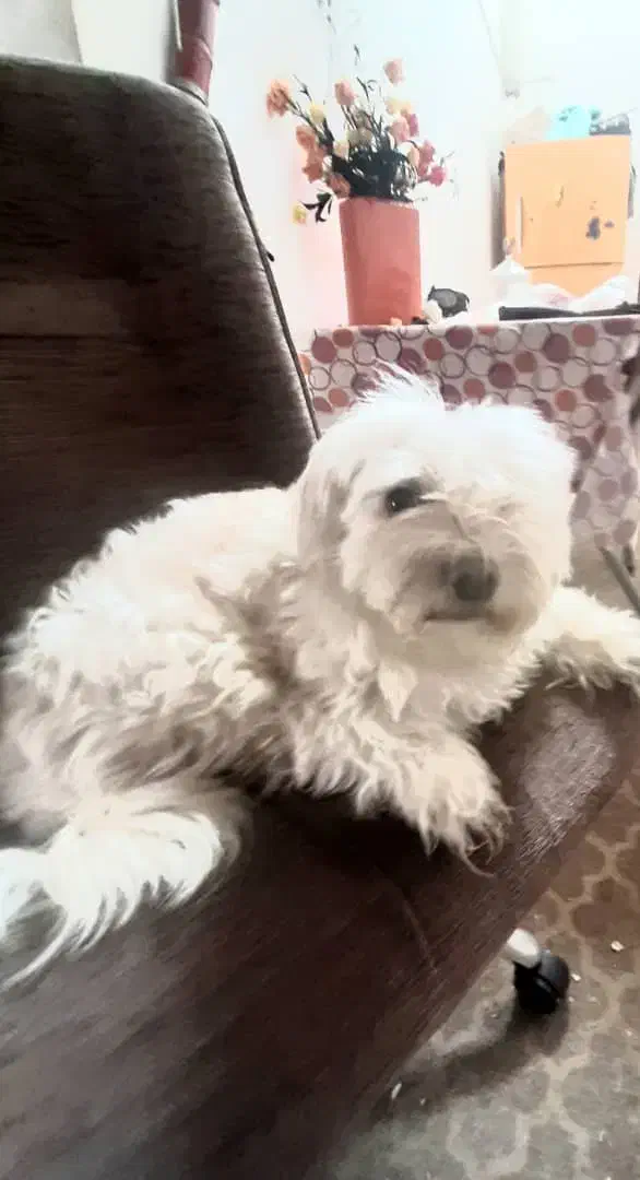 اشپیتز ماده عقیم شده|سگ|کیش, |دیوار