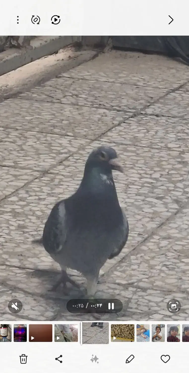 نرمگس باختی|حیوانات|زاهدان, |دیوار