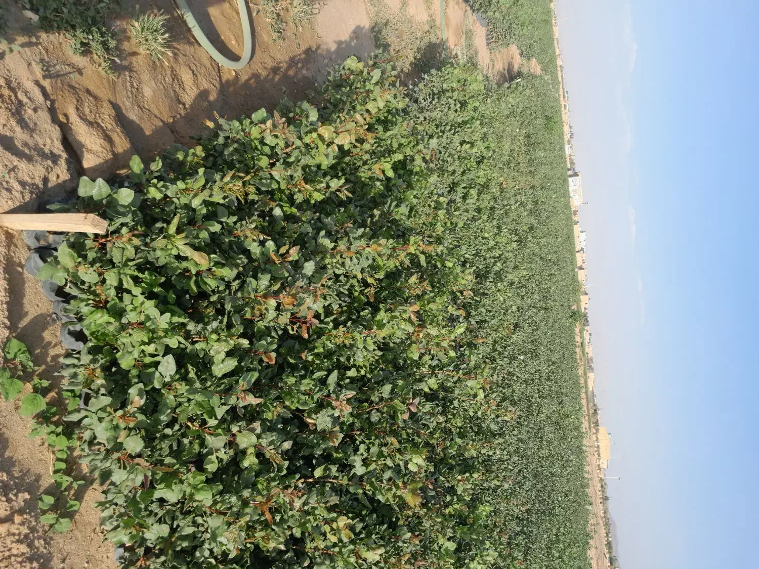 نهالستان پسته سبز مهریز|خدمات باغبانی و درختکاری|مهریز, |دیوار