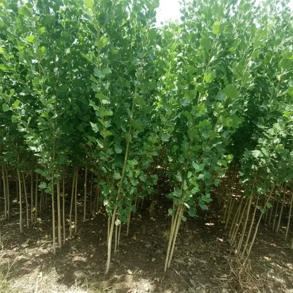 کاشت صنوبر تا درآمد میلیاردی|خدمات باغبانی و درختکاری|شیراز, بعثت|دیوار