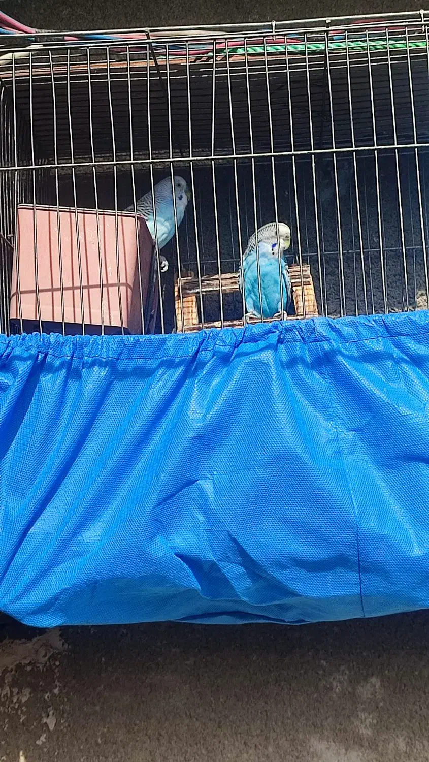 مرغ عشق ماده معاوضه|پرنده|تهران, شهرک زینبیه|دیوار