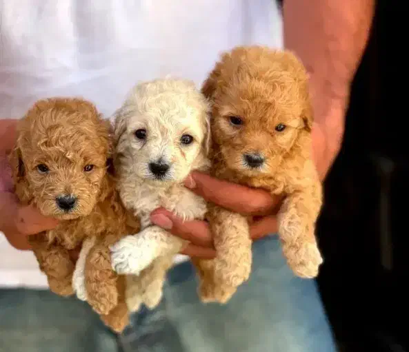 توله سگ پودل مینیاتوری اصیل سایز زیر صفر ی وجبی|سگ|مشهد, اقبال|دیوار