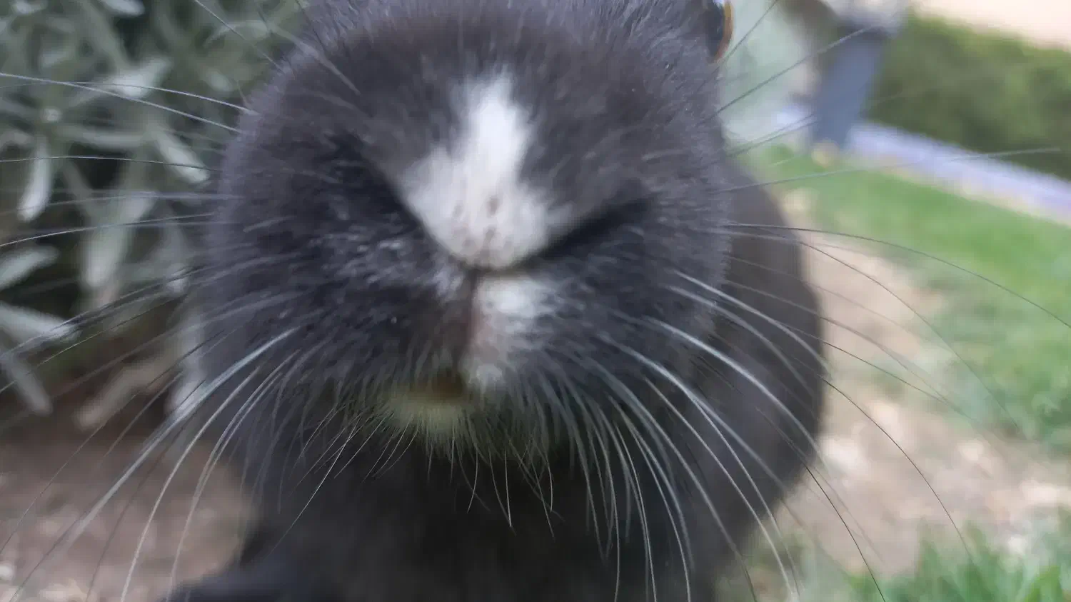 خرگوش سیاه رنگ|موش و خرگوش|دماوند, گیلاوند|دیوار