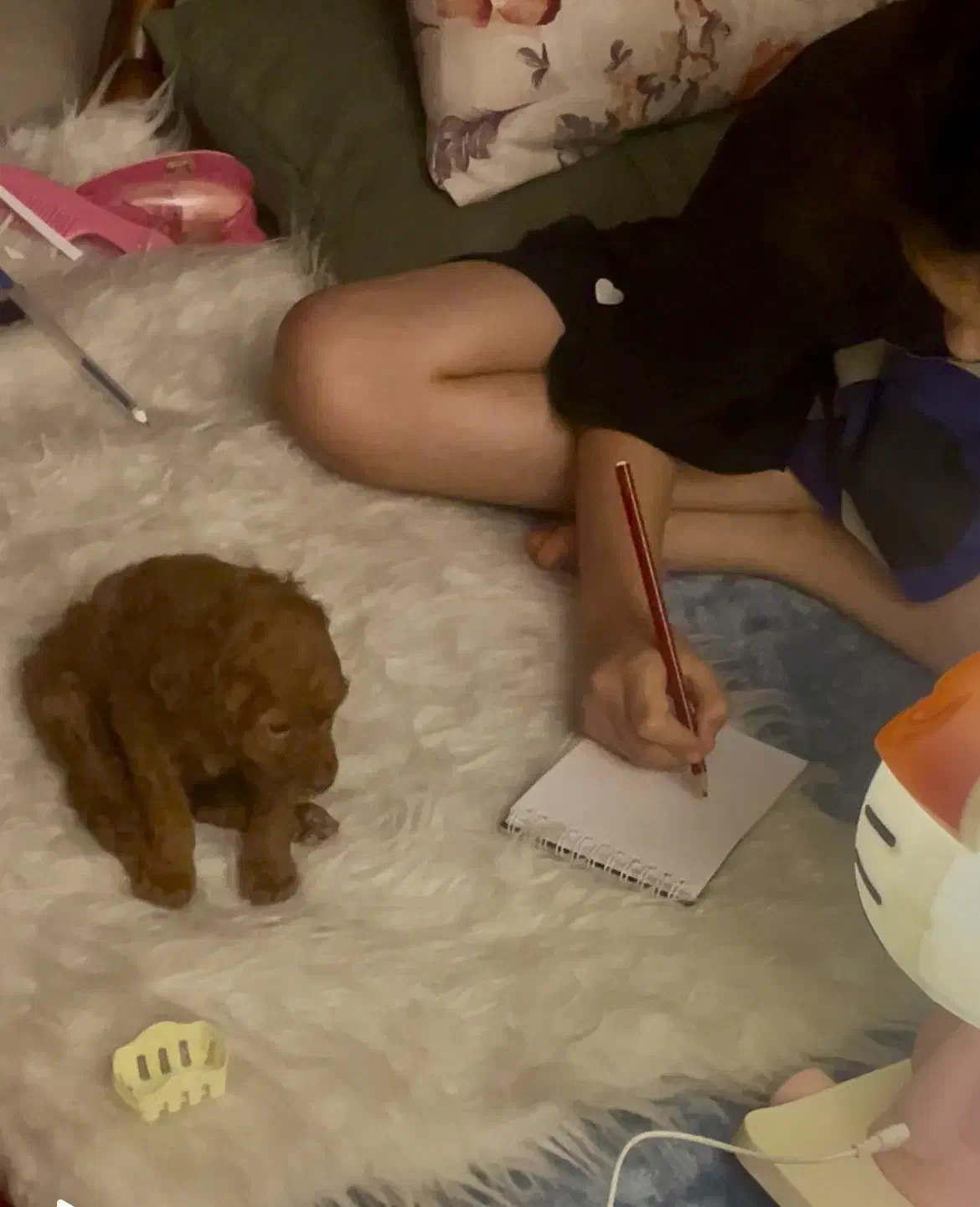 پودل|سگ|کرج, فاز ۱ مهرشهر|دیوار