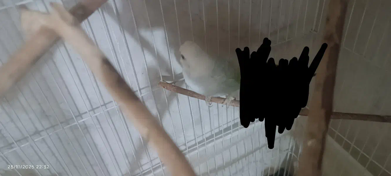 مرغ عشق|پرنده|فیروزآباد (فارس), |دیوار