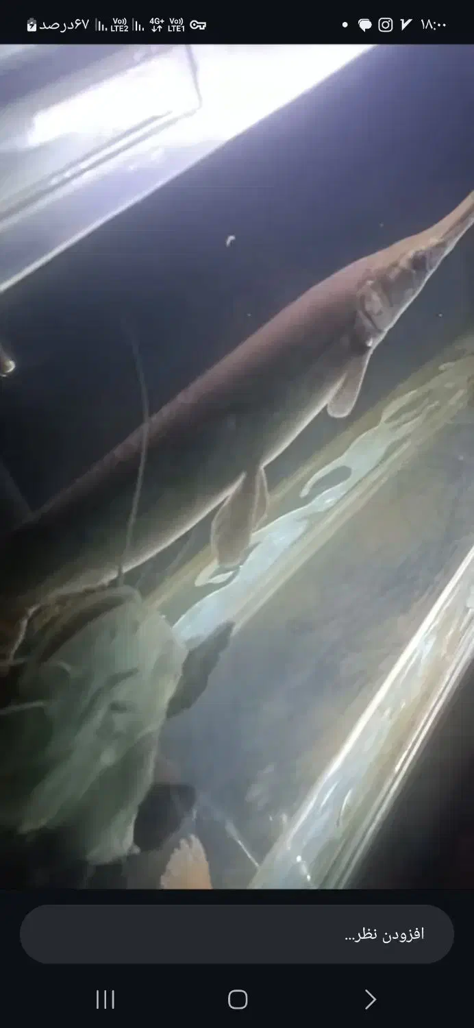 ماهی گار(کلمه سوسماری)بالای 70 سانت|ماهی|لاهیجان, رجایی|دیوار