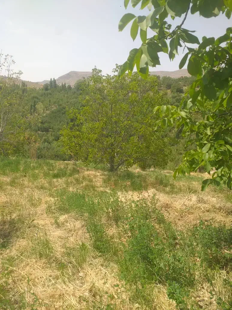 فروش باغ گردو 10کیلومتری سپیدان|فروش زمین و ملک کلنگی|کنار تخته و کمار, |دیوار