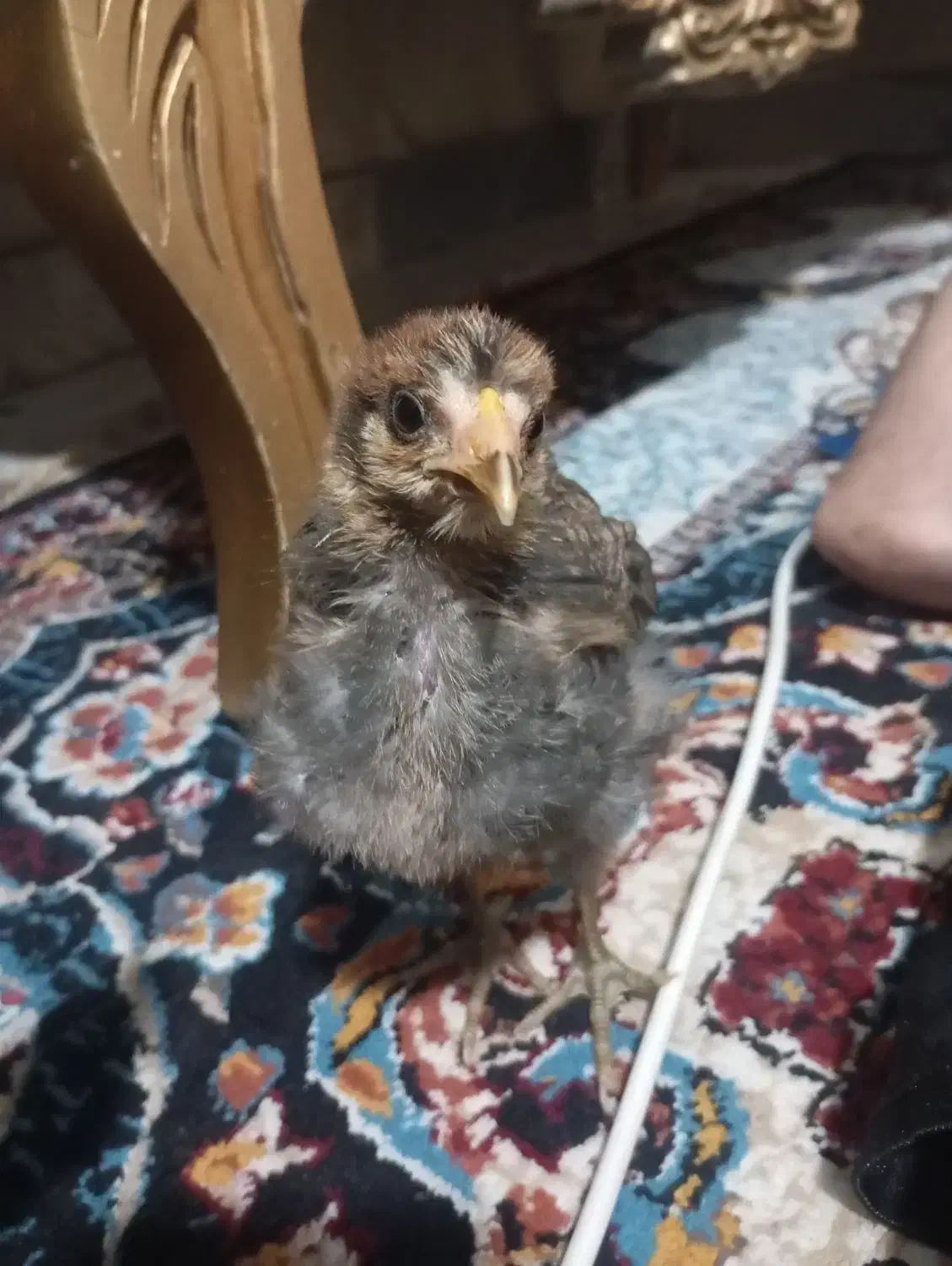 جوجه محلی|حیوانات مزرعه|پاکدشت, پاکدشت (مامازند)|دیوار