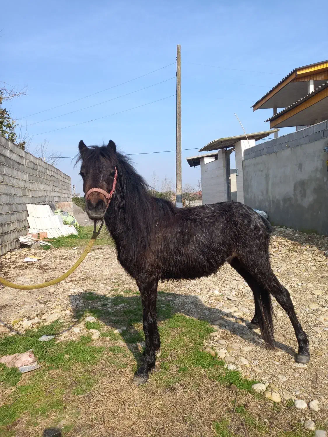 فروش پونی نریون|اسب و تجهیزات اسب‌سواری|بابکان, |دیوار