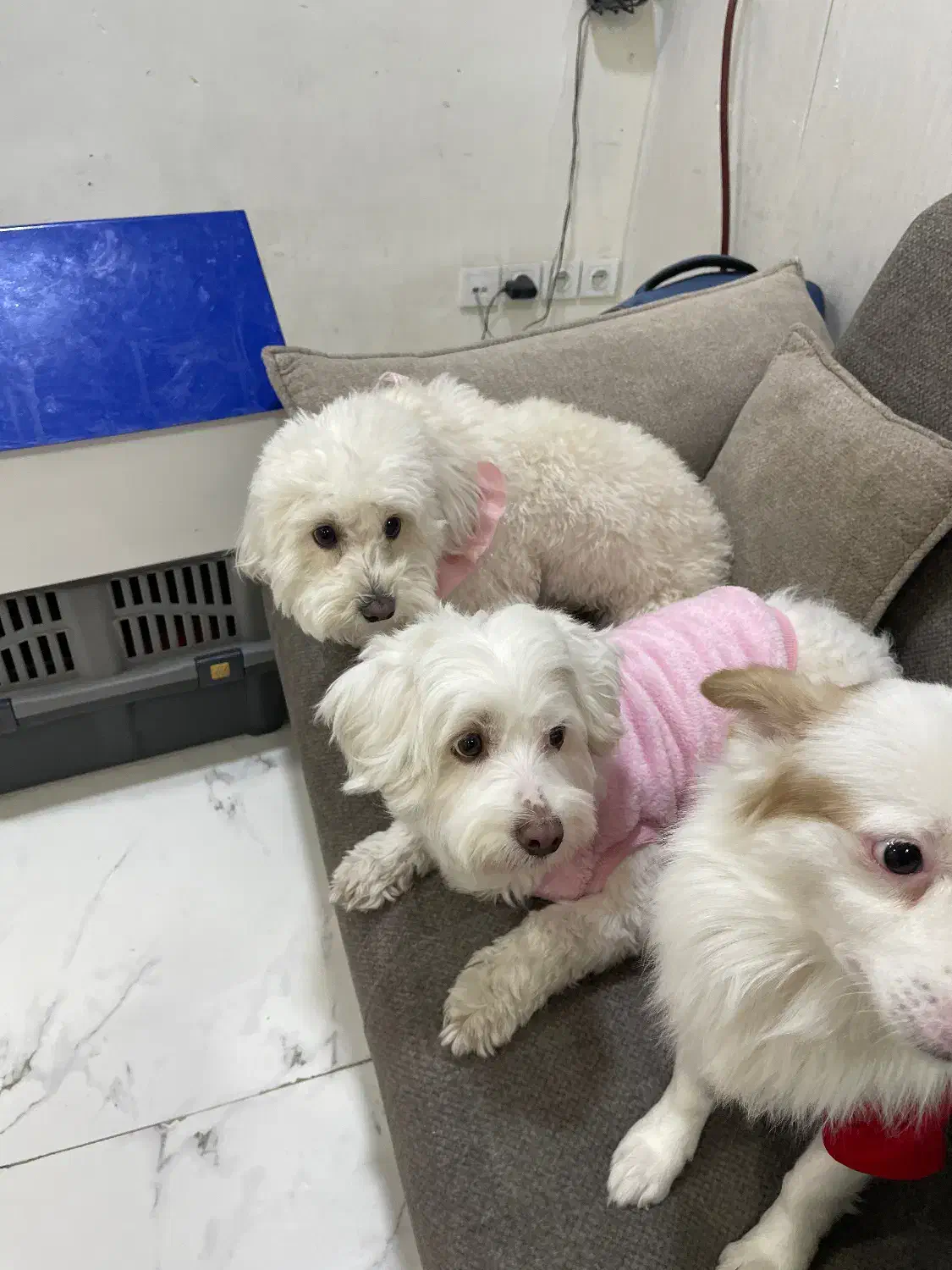 کارگر ساده پانسیون سگ|استخدام سرایداری و نظافت|تهران, دریا|دیوار