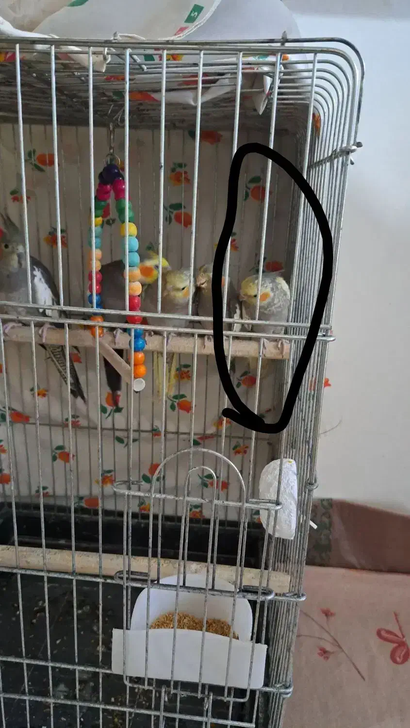 عروس هلندی|پرنده|نوشهر, |دیوار