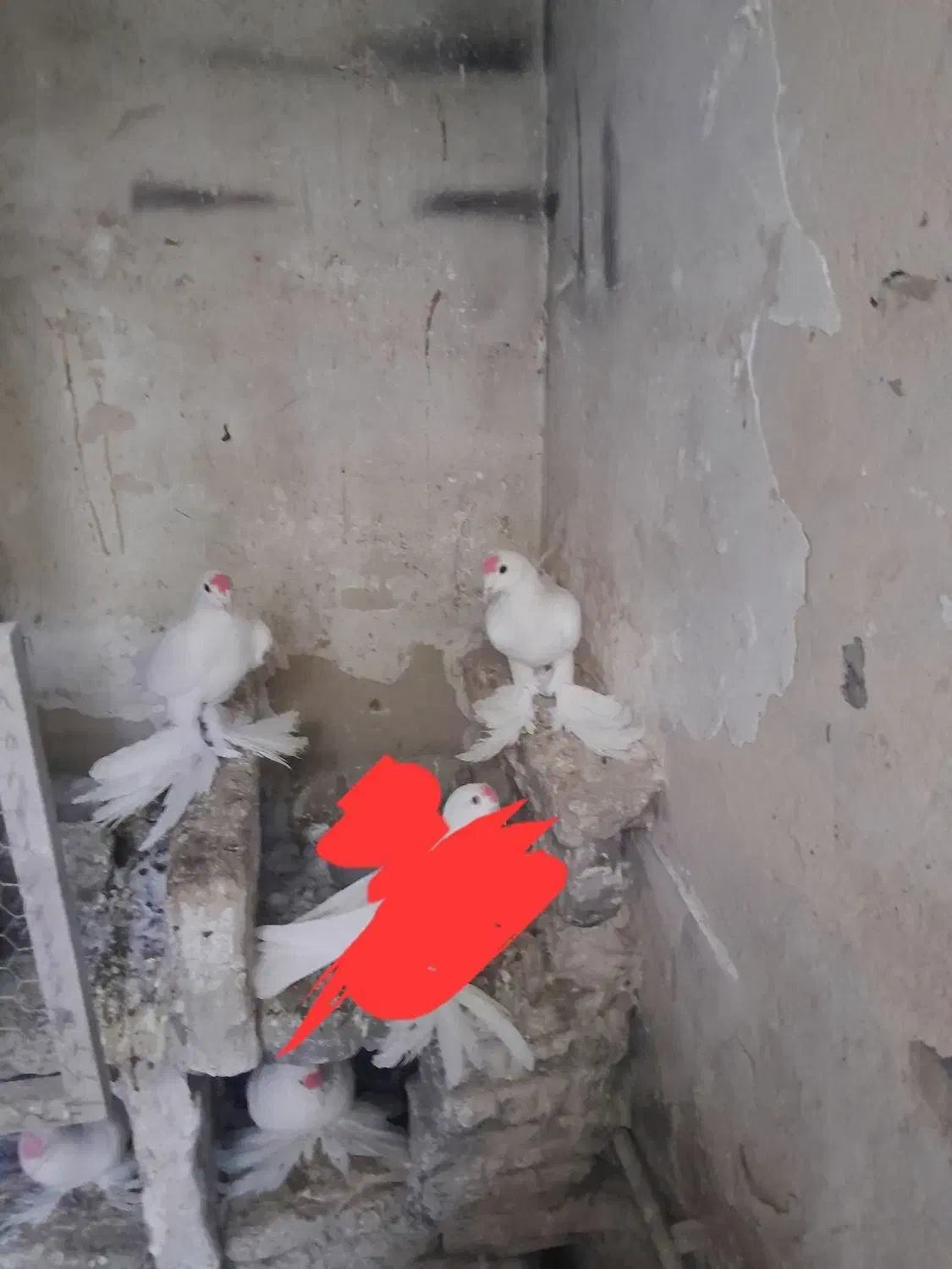 ۳جفت کبوتر لوتی جفت ۲میلیون|پرنده|اهر, |دیوار