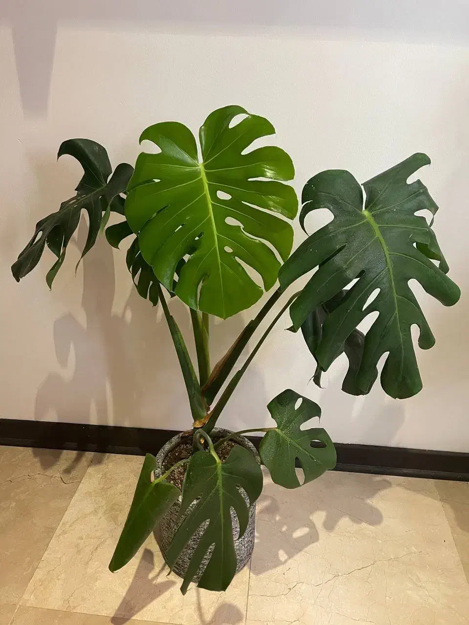 مونسترا برگ انجیری|گل و گیاه طبیعی|تهران, سید خندان (جلفا)|دیوار